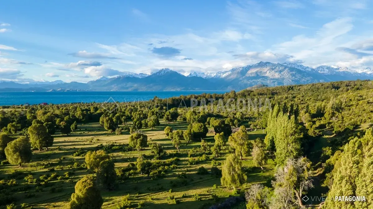 Pradera del fundo con álamos y la cordillera al fondo