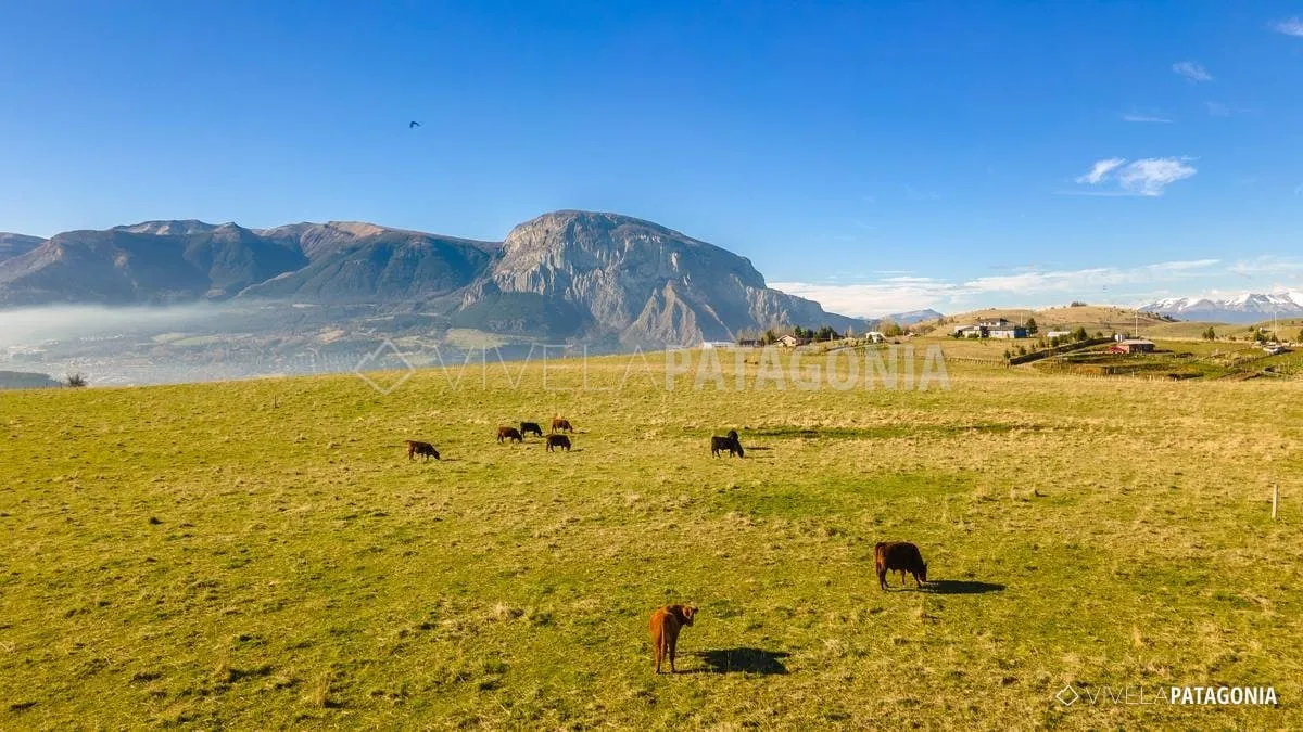 Praderas de Panguilemu con caballos y el Cerro Mackay